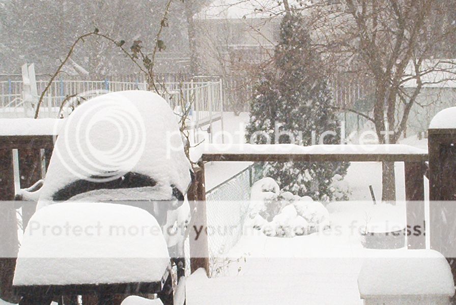 snow 2008